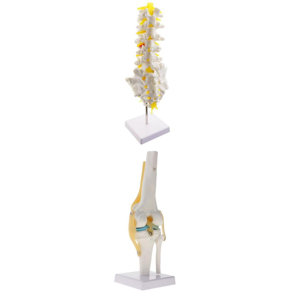 1:1 Human Knee Joint Skeleton + 5 Lumbar Vertebrae Coccyx Skeleton Model