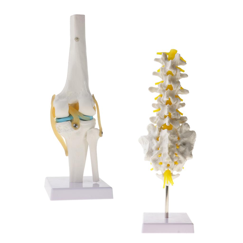 1:1 Human Knee Joint Skeleton + 5 Lumbar Vertebrae Coccyx Skeleton Model