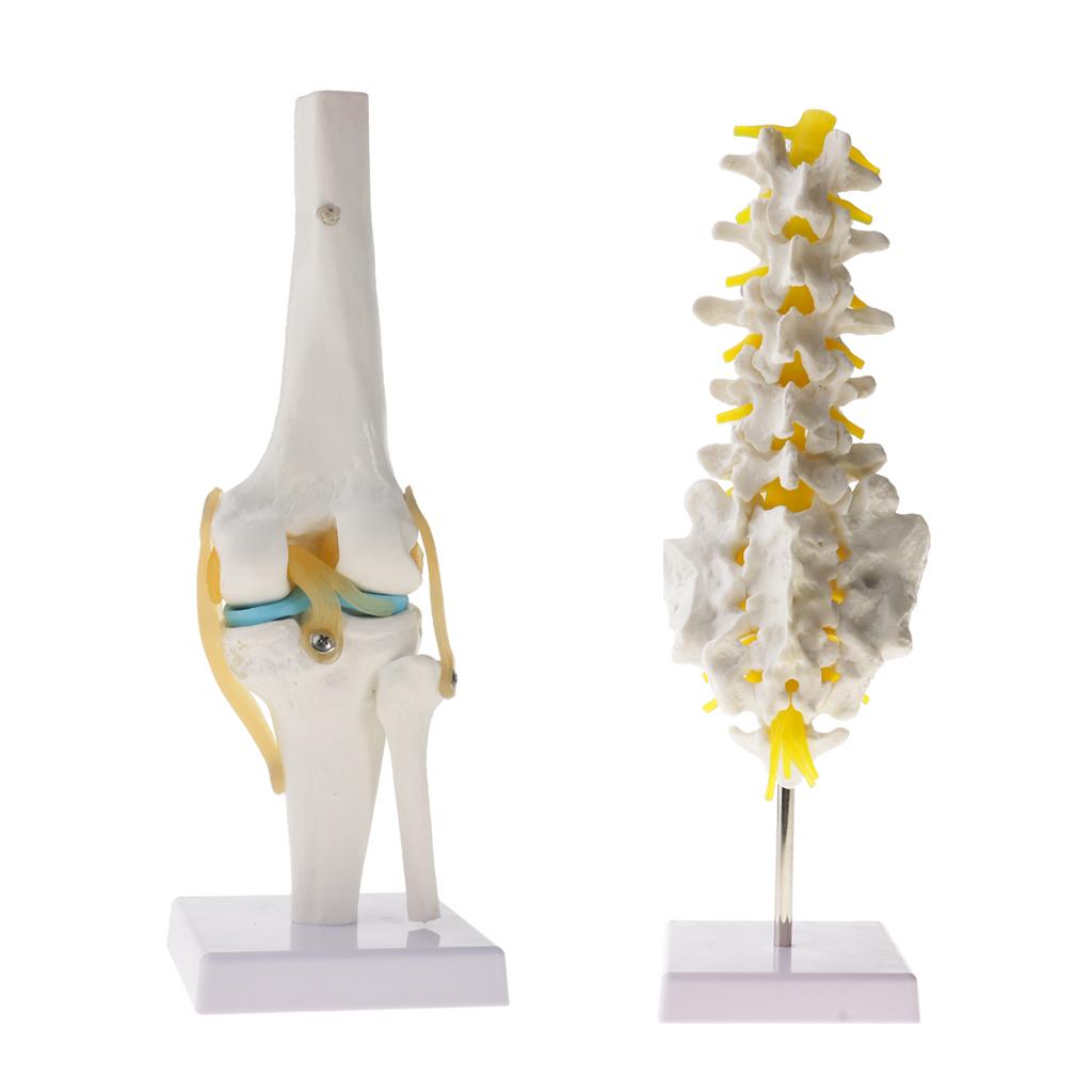 1:1 Human Knee Joint Skeleton + 5 Lumbar Vertebrae Coccyx Skeleton Model