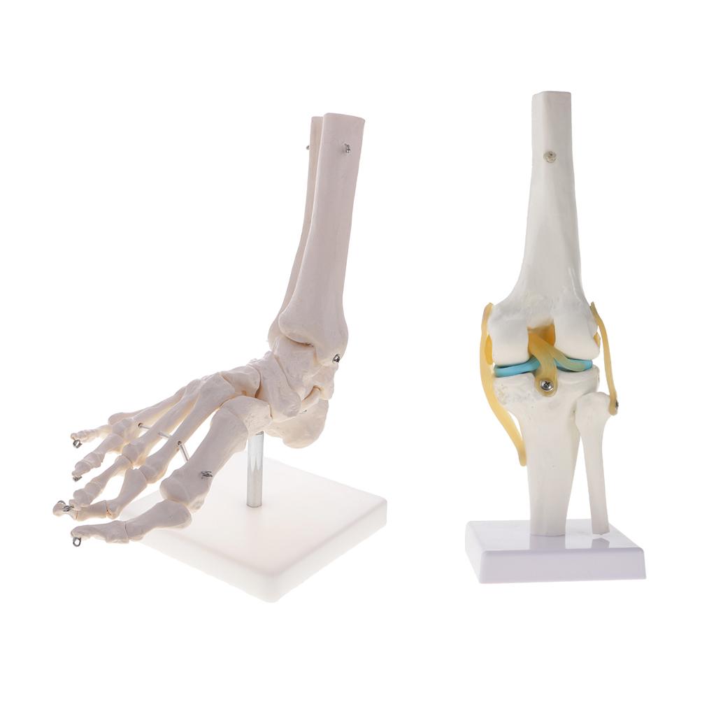 1:1 Human Knee Joint Skeleton +Human Skeleton Foot & Ankle Joint Model Kits