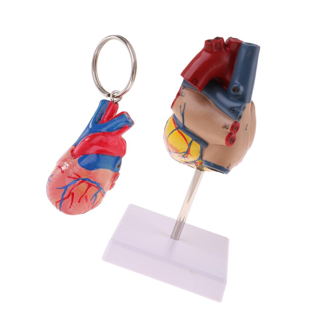 1:1 Human Heart Anatomical Model & Heart Keychain Anatomy Learning