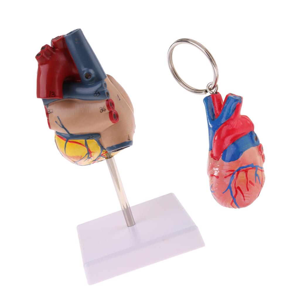 1:1 Human Heart Anatomical Model & Heart Keychain Anatomy Learning