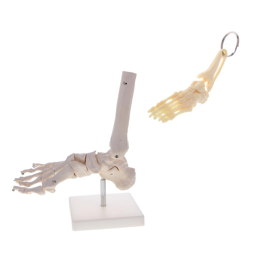 1:1 Human Skeleton Foot and Ankle Joint Model + Human Foot Ankle Keychain