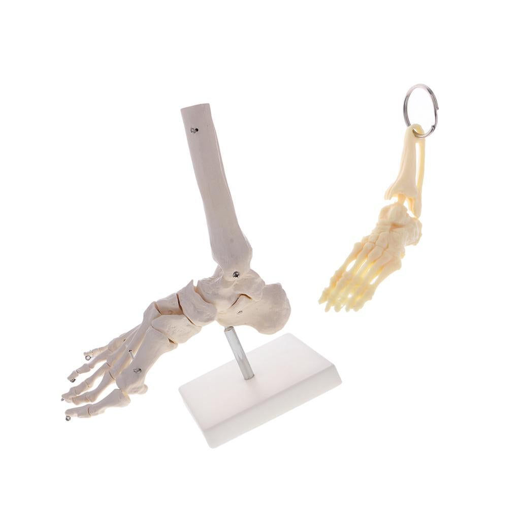 1:1 Human Skeleton Foot and Ankle Joint Model + Human Foot Ankle Keychain