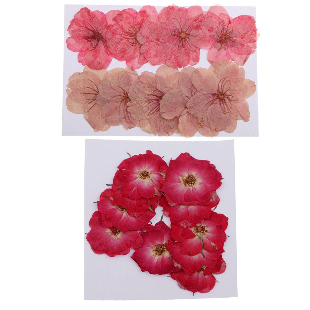 20 Pieces Mixed Pressed Dried Sakura Flowers Cherry Blossom Rose Flowers