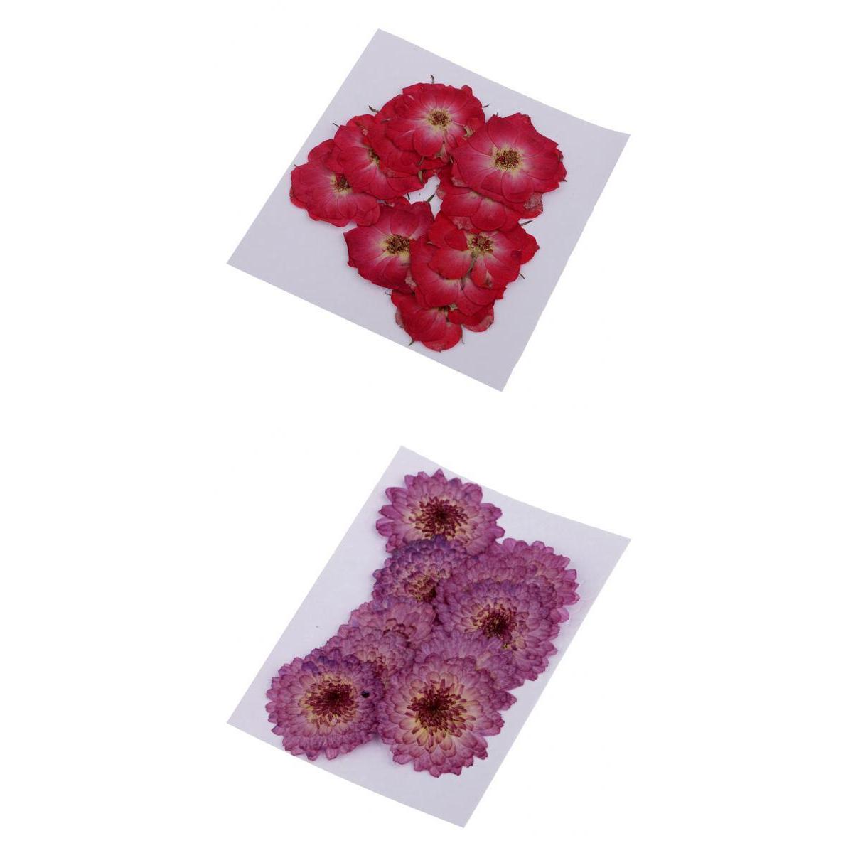 20 Pieces Pressed Dried Real Flower Purple Daisy & Red Rose for Card Making