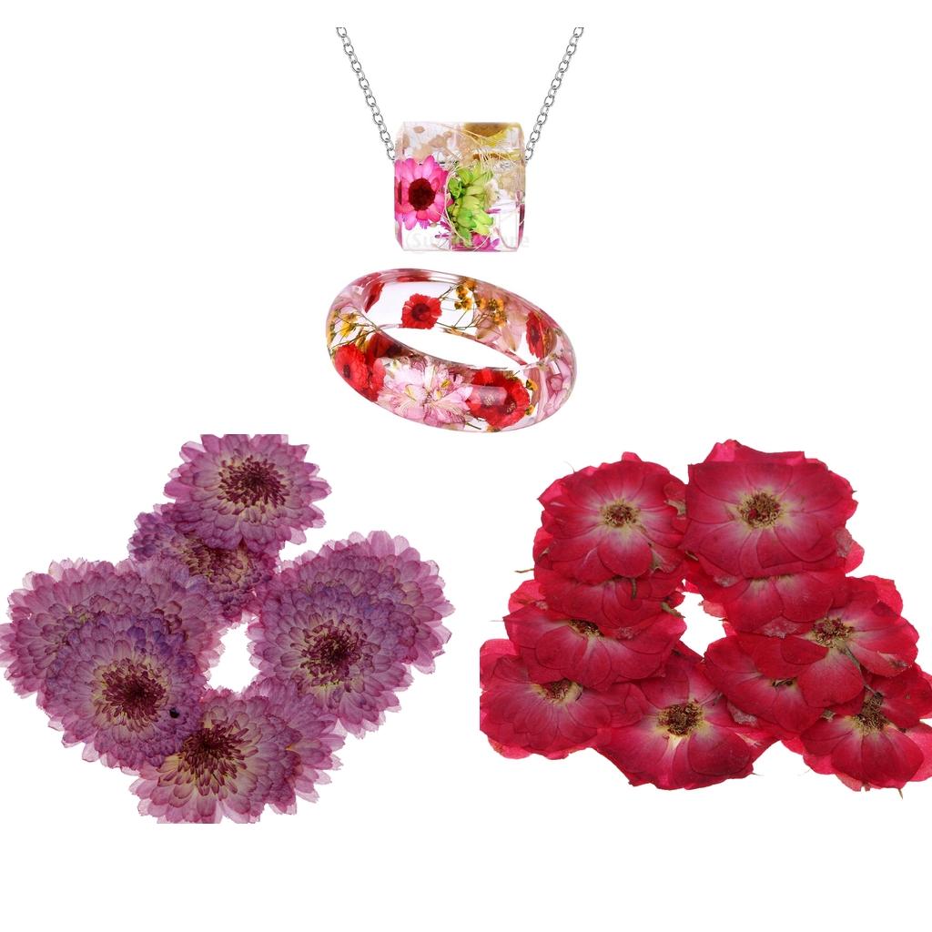 20 Pieces Pressed Dried Real Flower Purple Daisy & Red Rose for Card Making