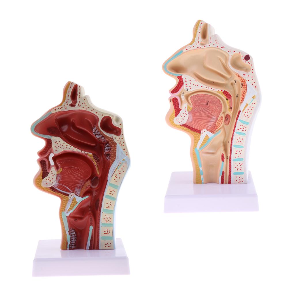 2 Sets 1:1 Human Nasal Oral Cavity Throat Pathological & Normal Anaomy Model