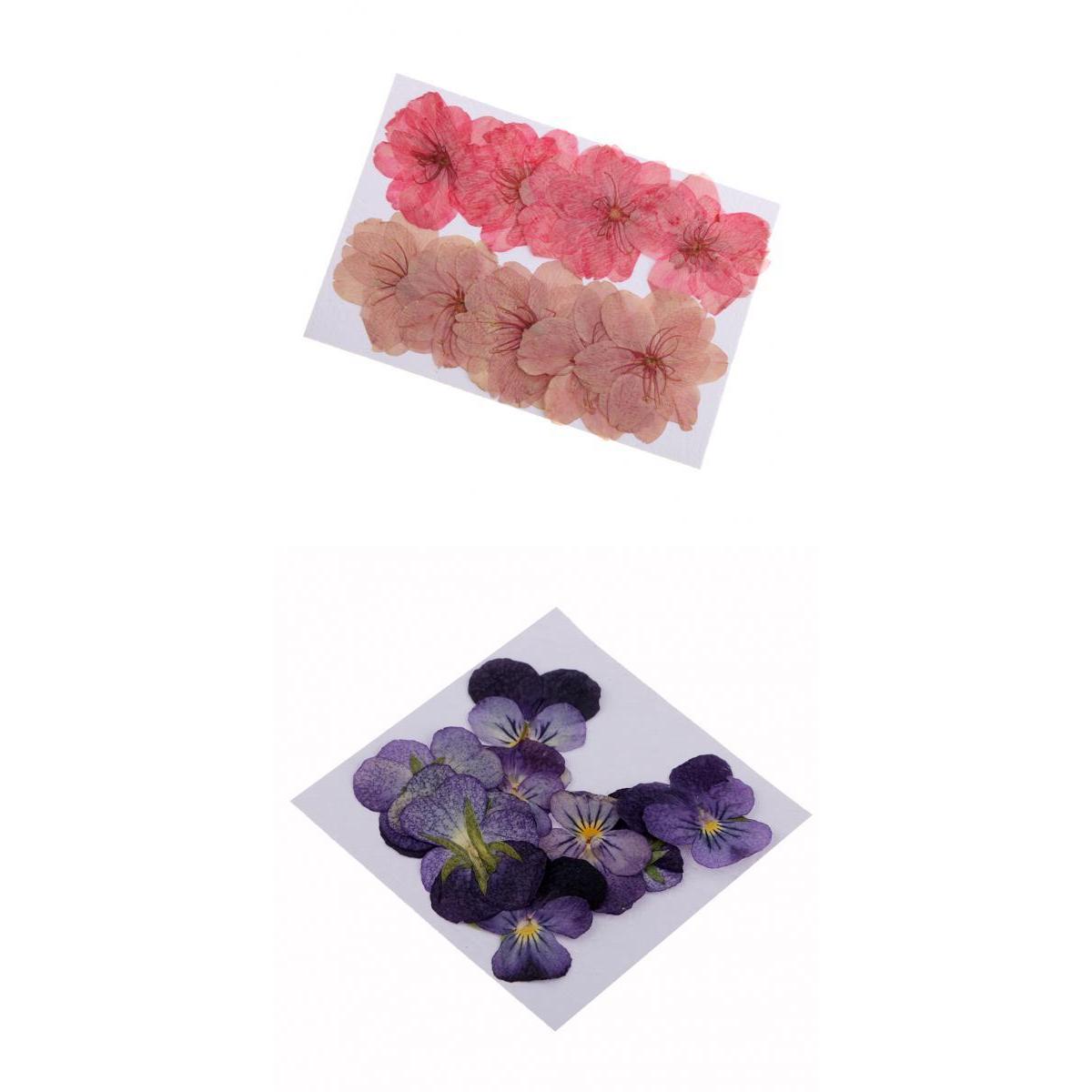 22 Pieces Natural Pressed Dried Sakura Flowers Cherry Blossom Violet Flowers