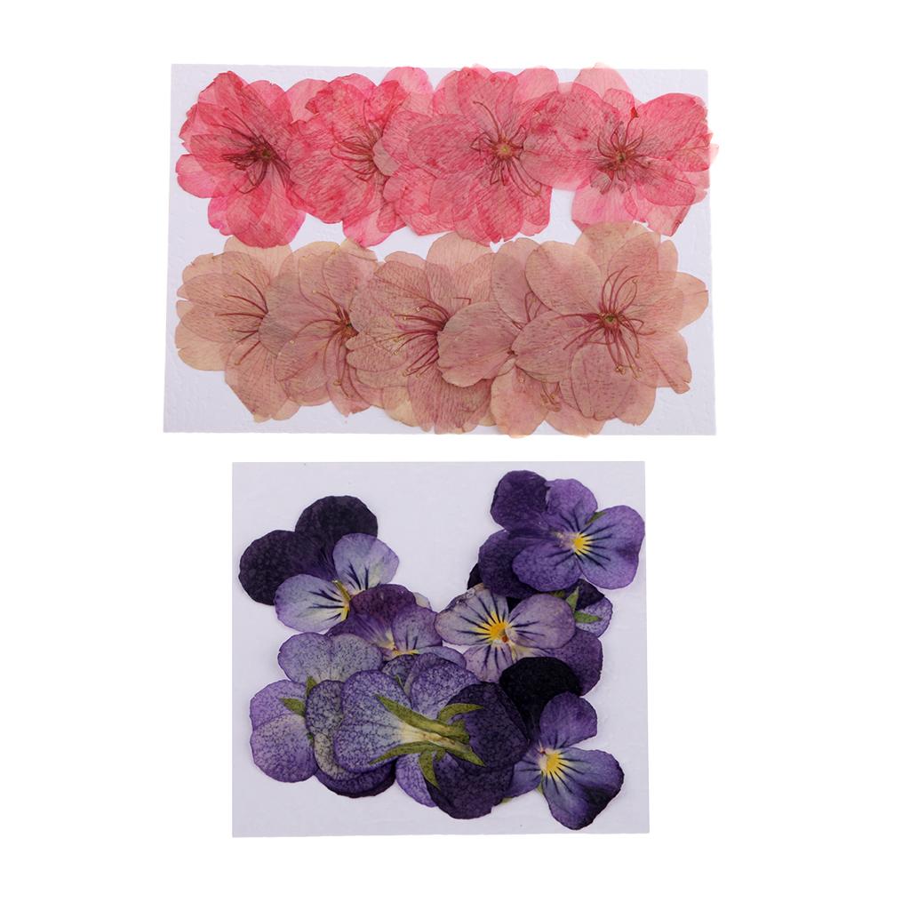 22 Pieces Natural Pressed Dried Sakura Flowers Cherry Blossom Violet Flowers