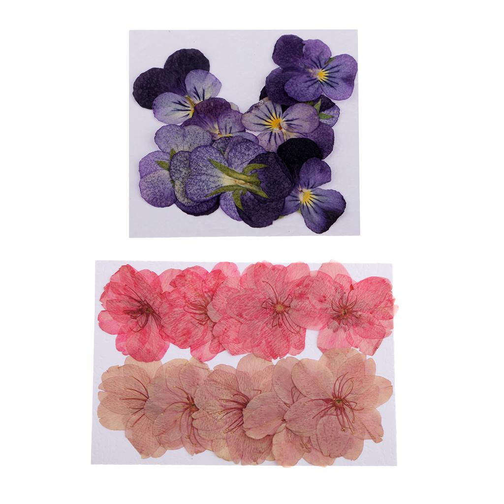 22 Pieces Natural Pressed Dried Sakura Flowers Cherry Blossom Violet Flowers