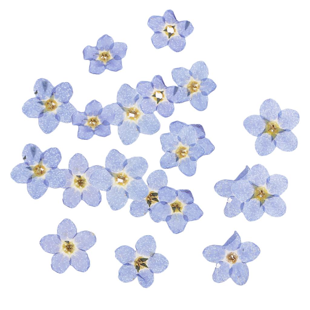 20 Pieces Natural Forget-me-not Flowers Pressed Dried Flowers for Art Craft