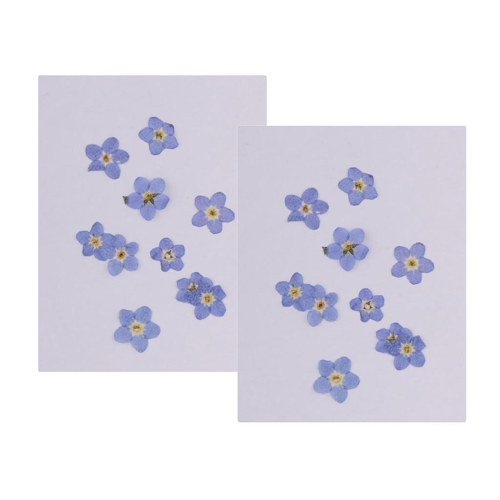 20 Pieces Natural Forget-me-not Flowers Pressed Dried Flowers for Art Craft