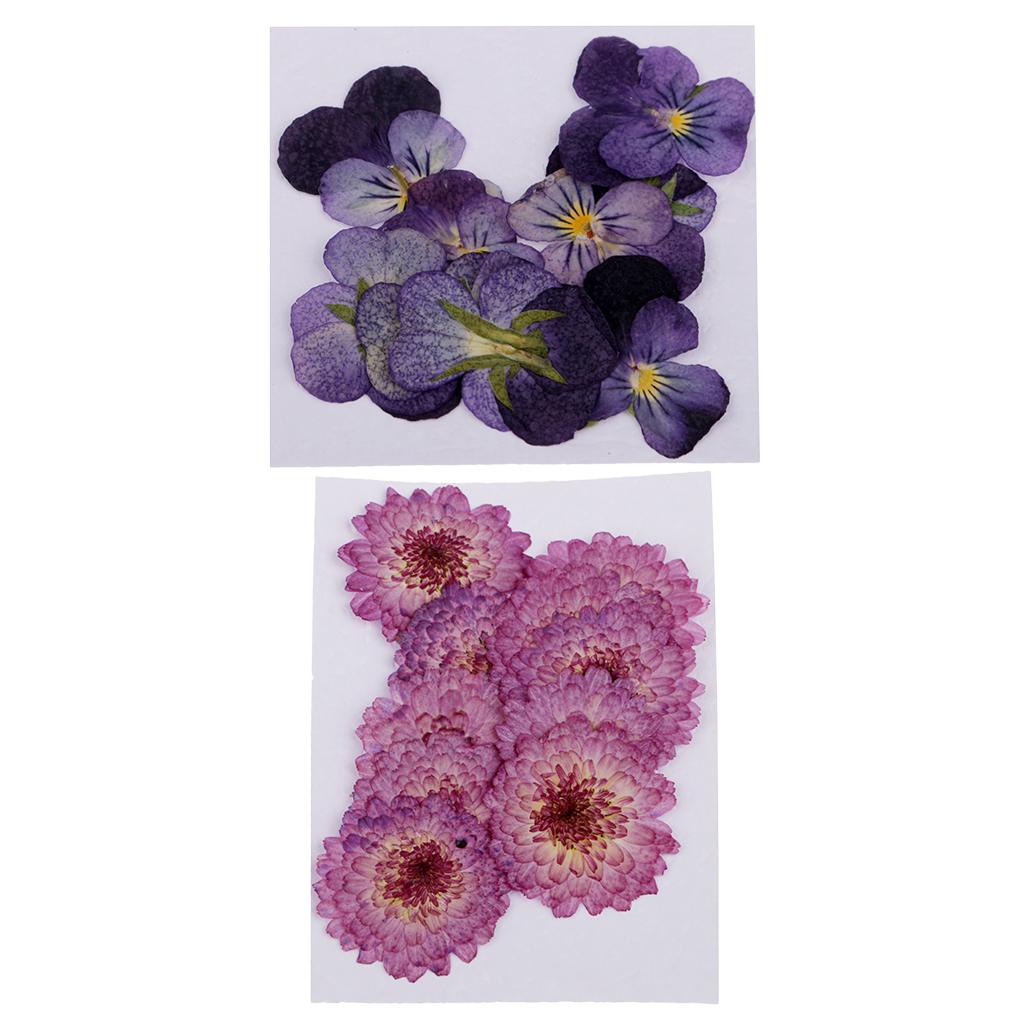 22 Pieces Dried Pressed Flowers Daisy Pansy for DIY Scrapbooking Art Craft