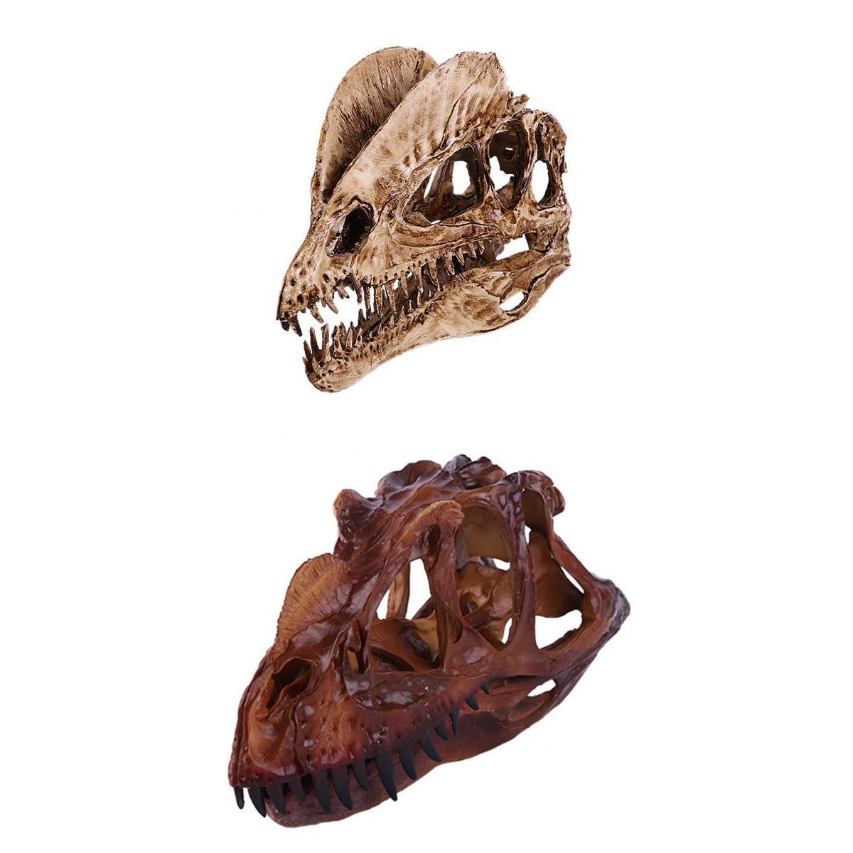 2Pcs Resin Dinosaur Skull Model Dilophosaurus And Ceratosaurus Collectibles