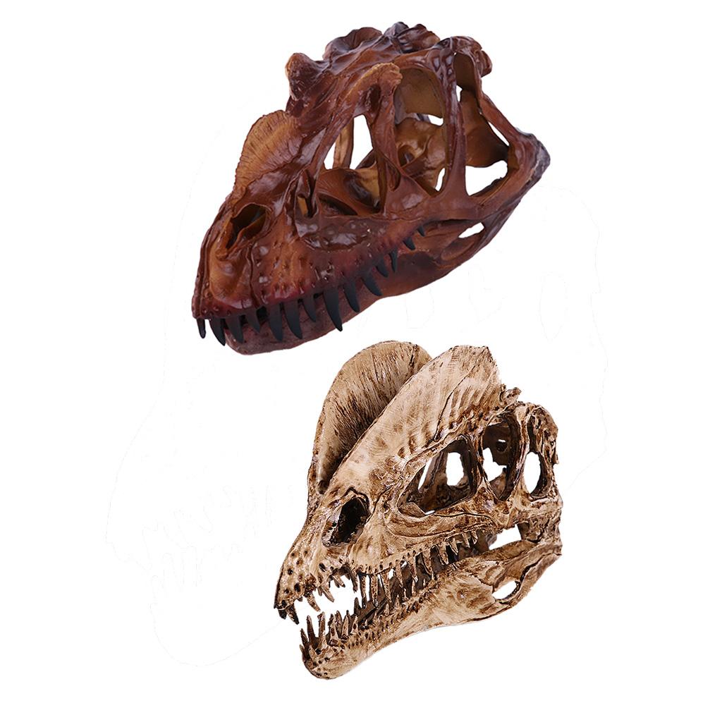 2Pcs Resin Dinosaur Skull Model Dilophosaurus And Ceratosaurus Collectibles