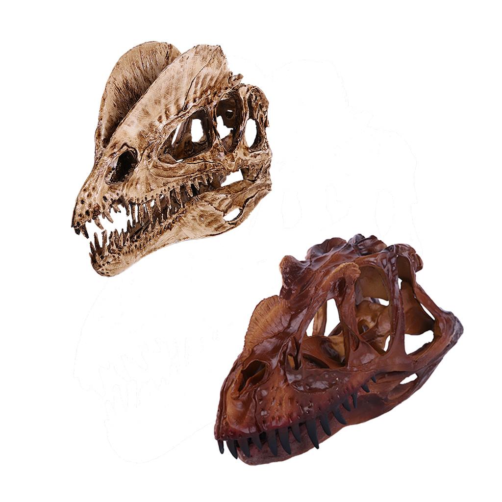 2Pcs Resin Dinosaur Skull Model Dilophosaurus And Ceratosaurus Collectibles