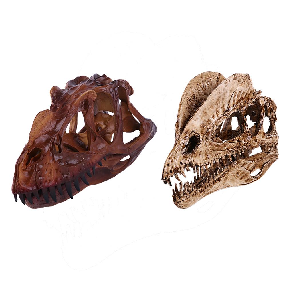 2Pcs Resin Dinosaur Skull Model Dilophosaurus And Ceratosaurus Collectibles