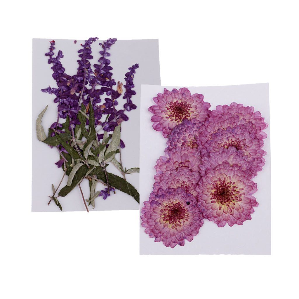 20 Pcs Dried Pressed Flowers for DIY Scrapbooking Crafts Purple Flowers
