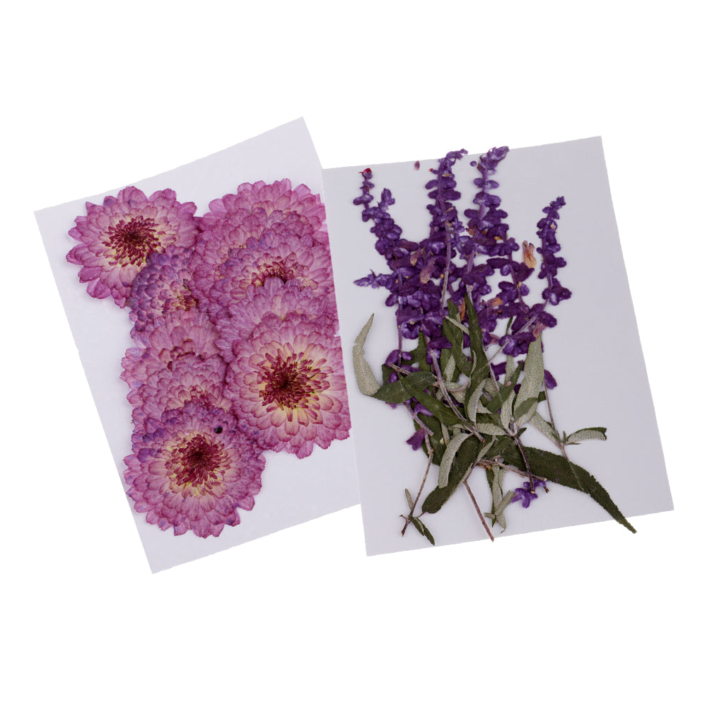 20 Pcs Dried Pressed Flowers for DIY Scrapbooking Crafts Purple Flowers