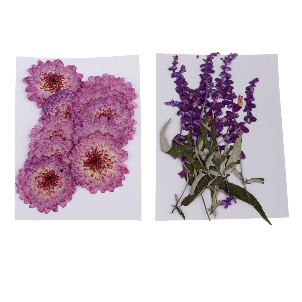 20 Pcs Dried Pressed Flowers for DIY Scrapbooking Crafts Purple Flowers