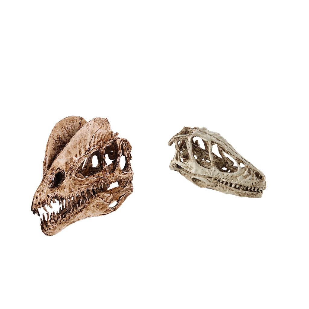 2pcs Resin Dinosaur Skull Model Dinosaur Resin Skull Model Collectibles