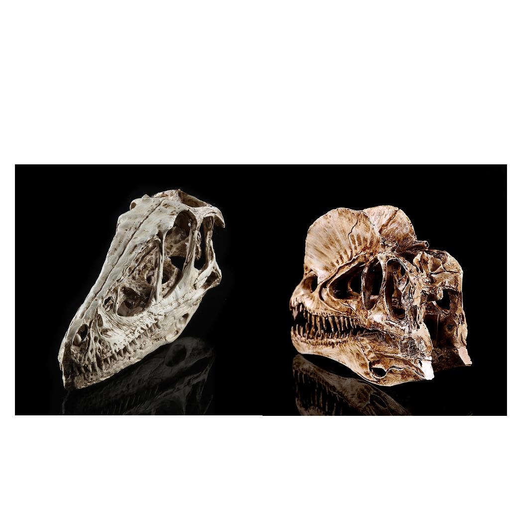 2pcs Resin Dinosaur Skull Model Dinosaur Resin Skull Model Collectibles