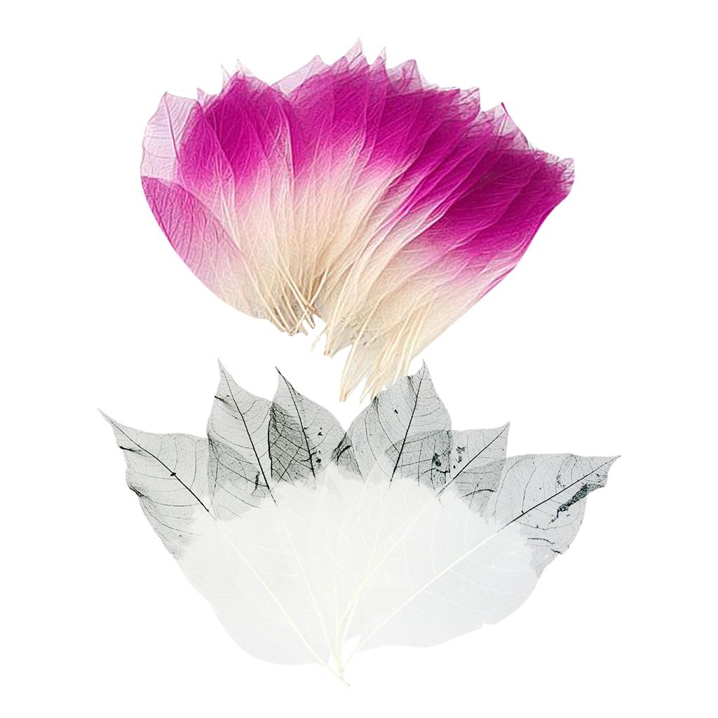 100 Pieces Natural Magnolia Skeleton Leaves Card Scrapbooking Embellishment