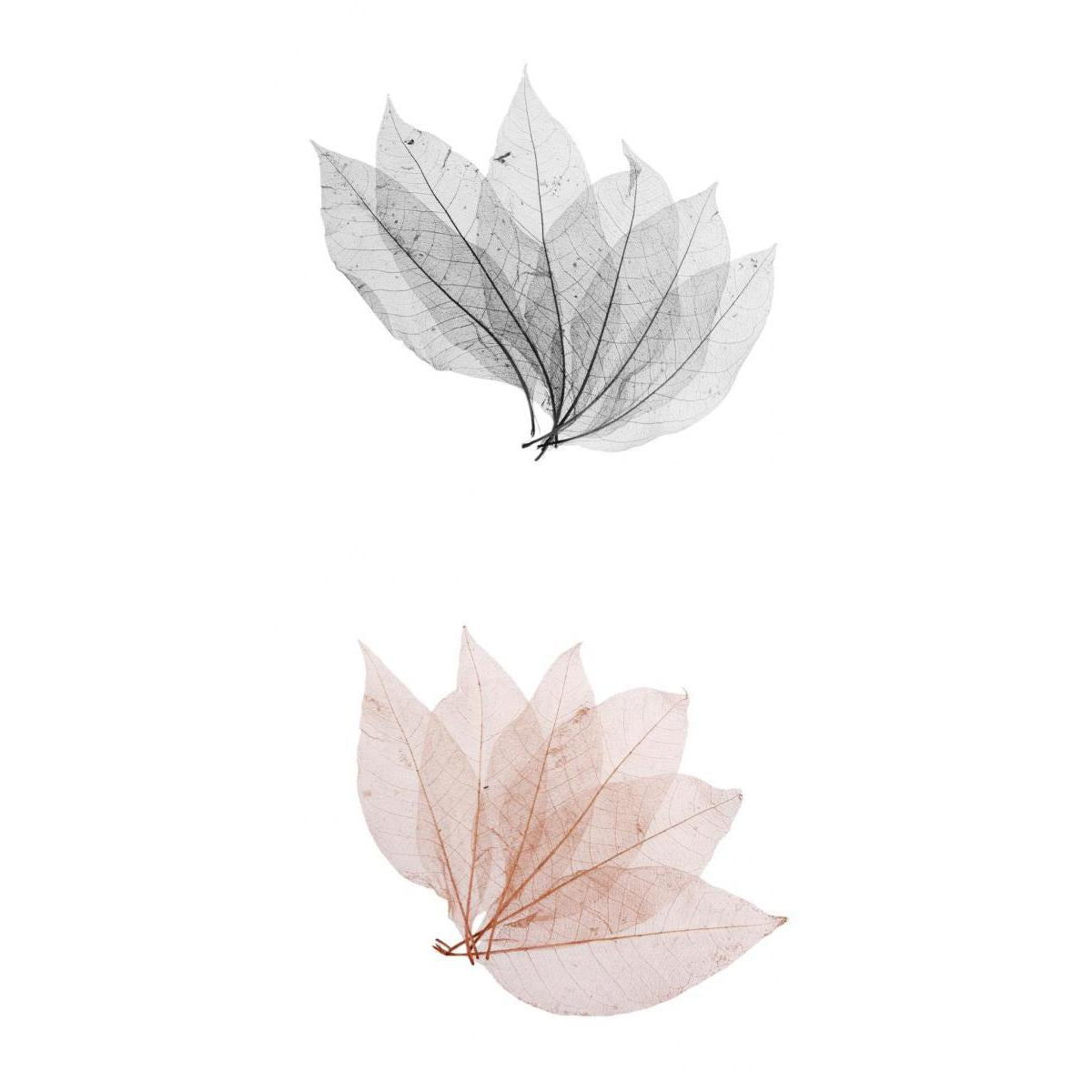 100 Pieces Natural Magnolia Skeleton Leaf Leaves Scrapbooking Black Coffee