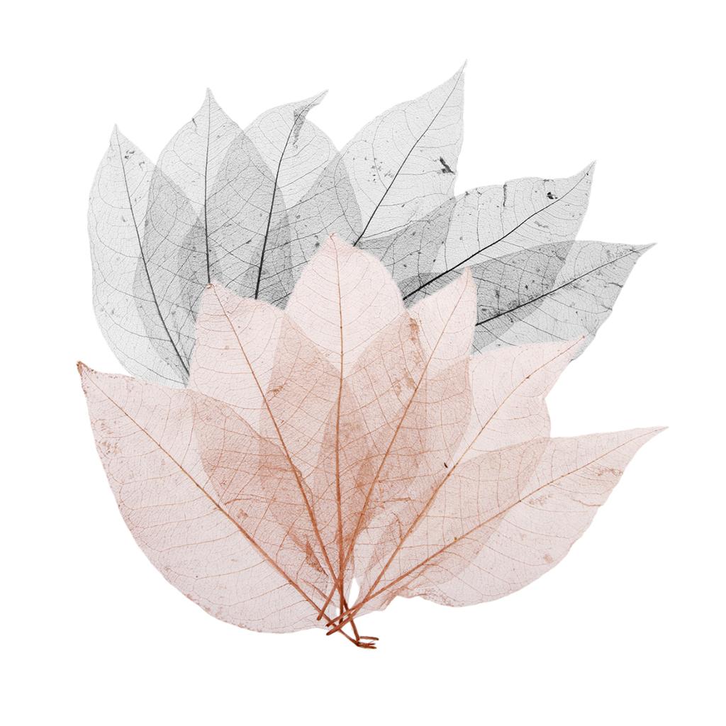 100 Pieces Natural Magnolia Skeleton Leaf Leaves Scrapbooking Black Coffee