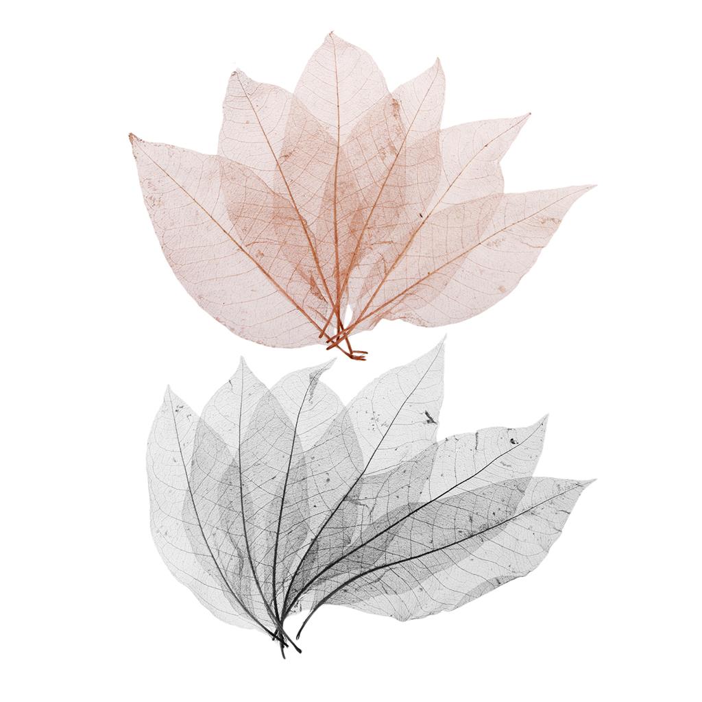 100 Pieces Natural Magnolia Skeleton Leaf Leaves Scrapbooking Black Coffee