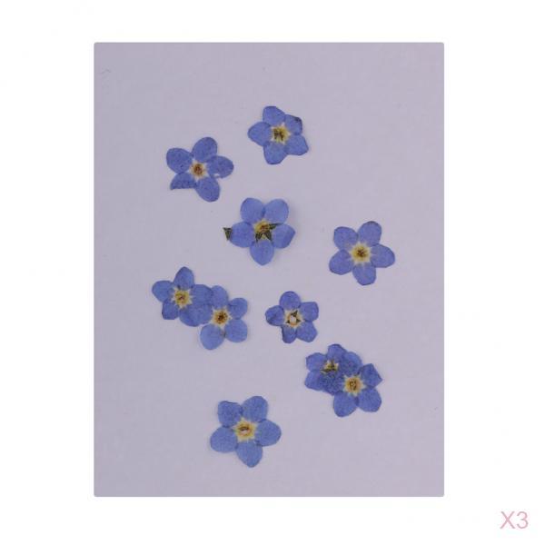 30 Pieces Natural Forget-me-not Flowers Pressed Dried Flowers for Art Craft