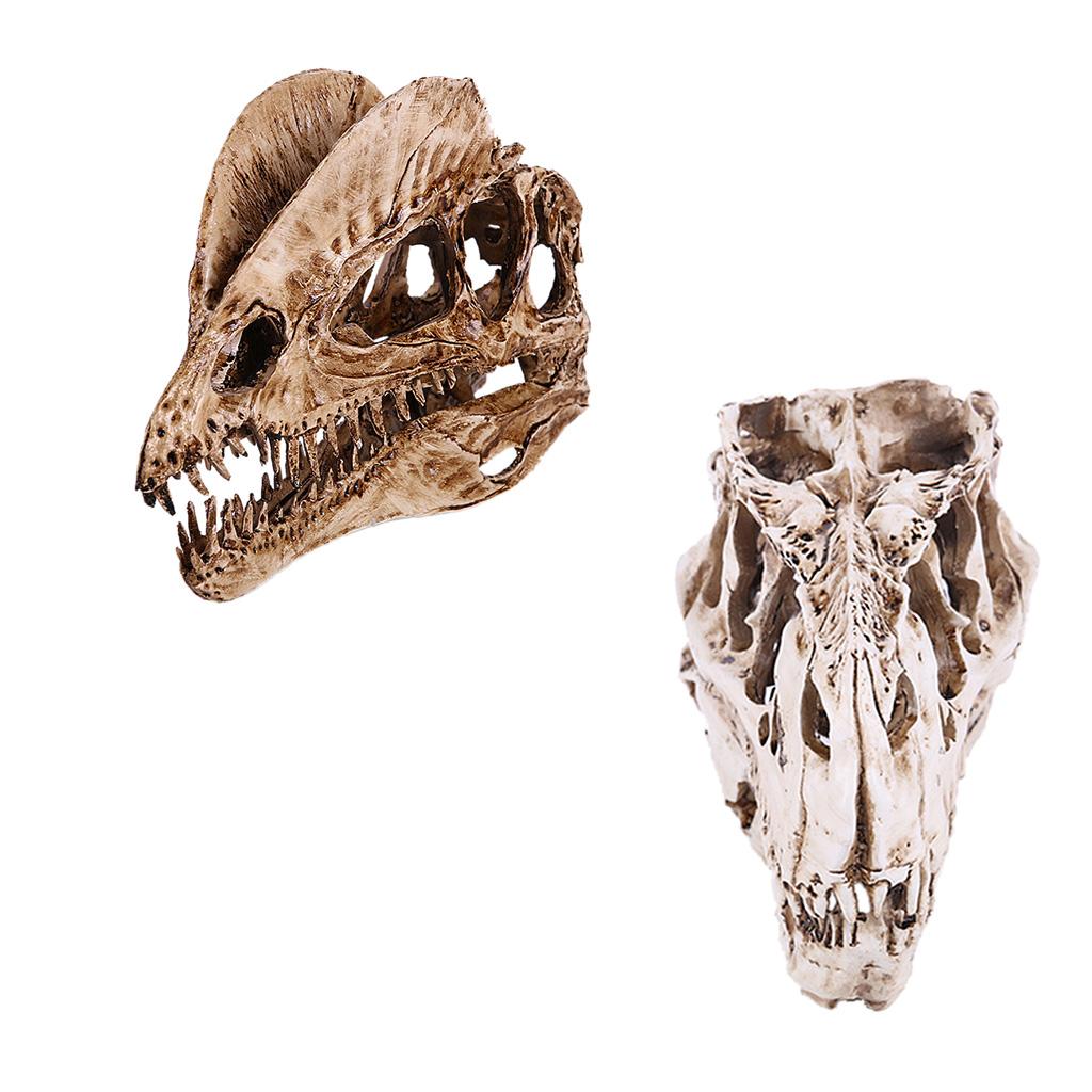 2Pcs Resin Dinosaur Skull Model T-rex And Dilophosaurus Skeleton Figurine