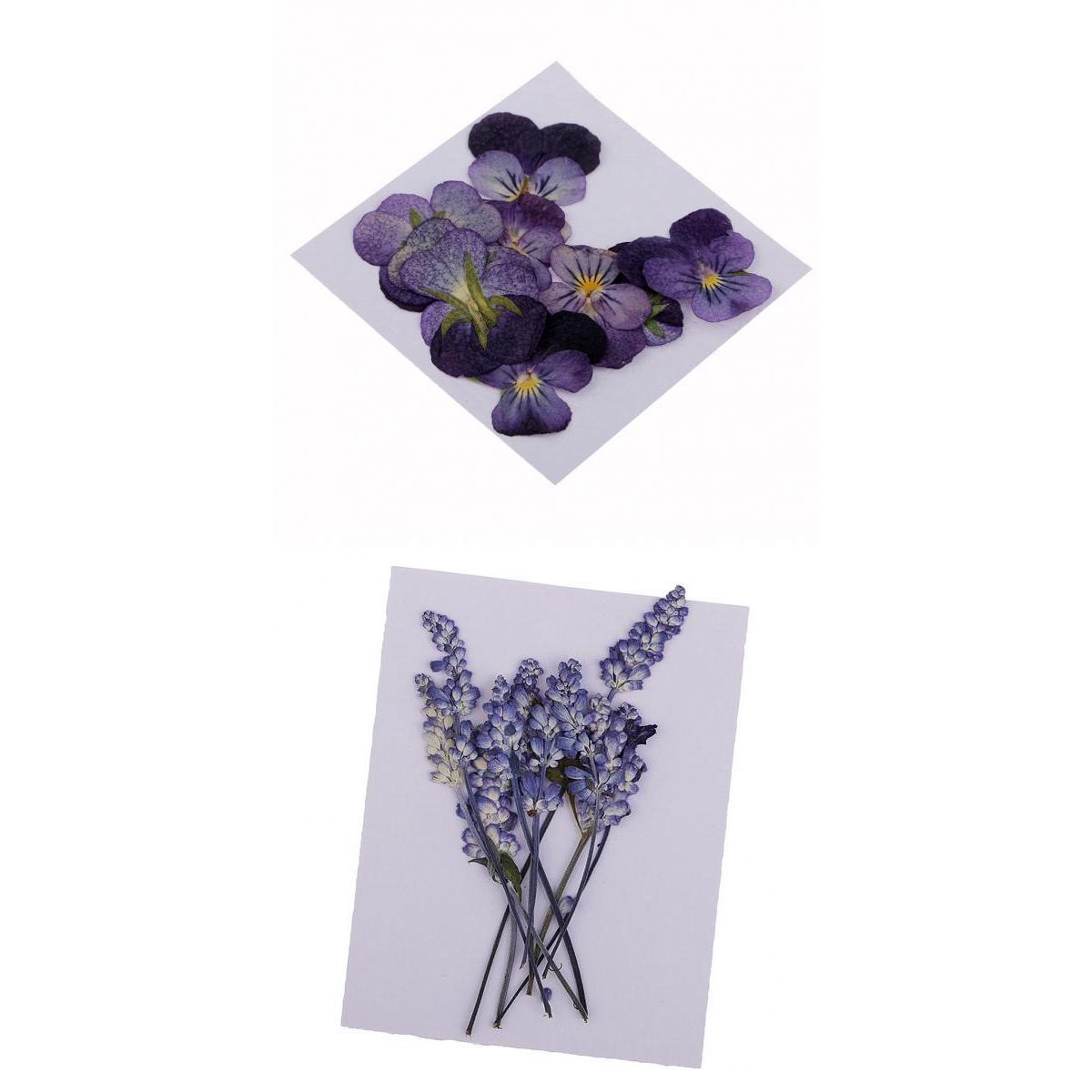 22 Pack Real Pressed Dried Sage Violet Flowers DIY Scrapbooking Art Crafts