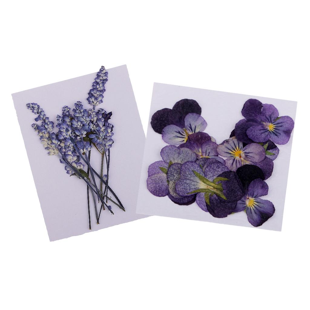22 Pack Real Pressed Dried Sage Violet Flowers DIY Scrapbooking Art Crafts