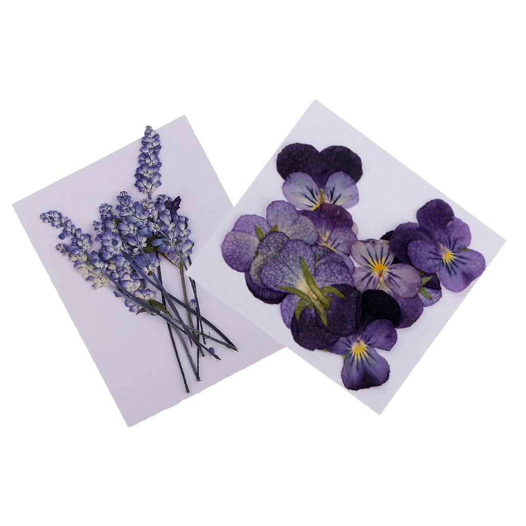 22 Pack Real Pressed Dried Sage Violet Flowers DIY Scrapbooking Art Crafts