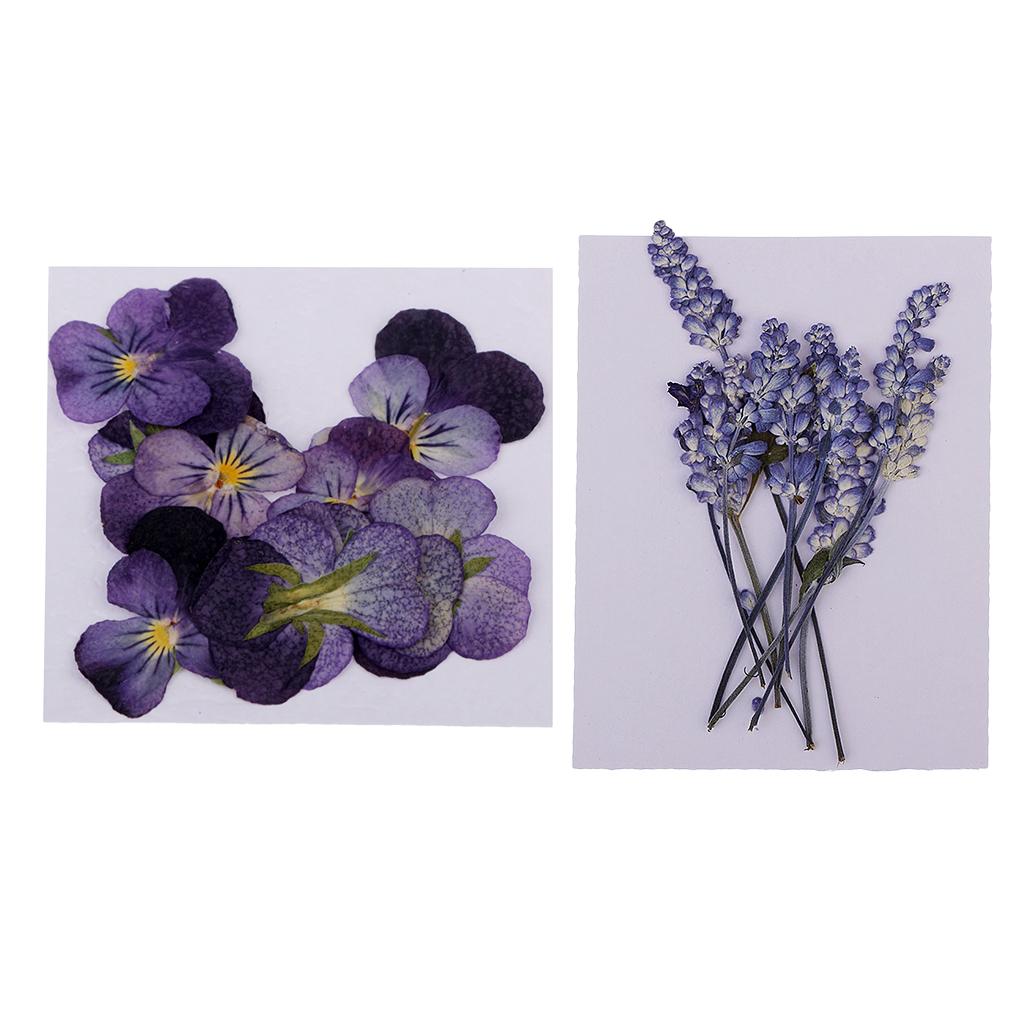 22 Pack Real Pressed Dried Sage Violet Flowers DIY Scrapbooking Art Crafts