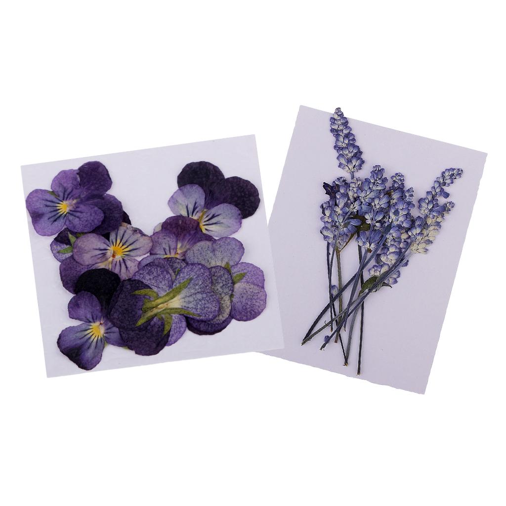 22 Pack Real Pressed Dried Sage Violet Flowers DIY Scrapbooking Art Crafts