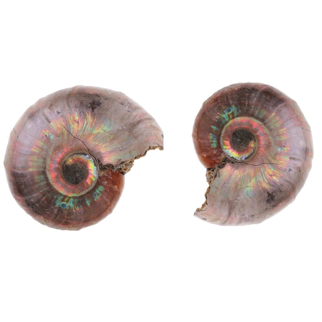 2pcs Natural Ammonite Shell Gemstone for Pendant Necklace Jewelry Making
