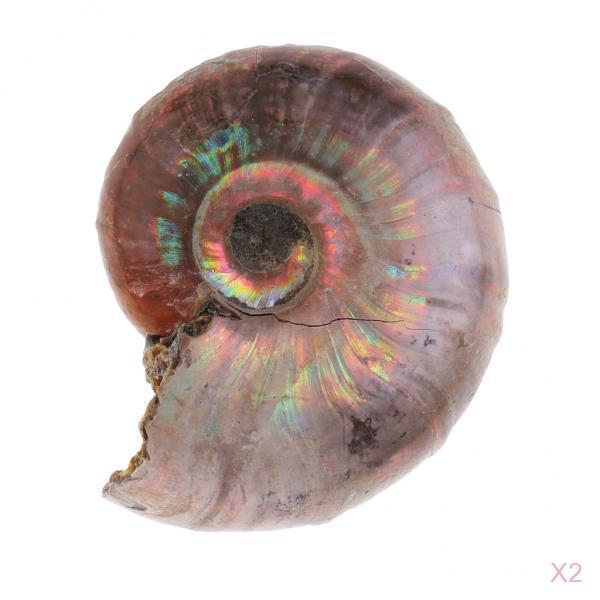 2pcs Natural Ammonite Shell Gemstone for Pendant Necklace Jewelry Making