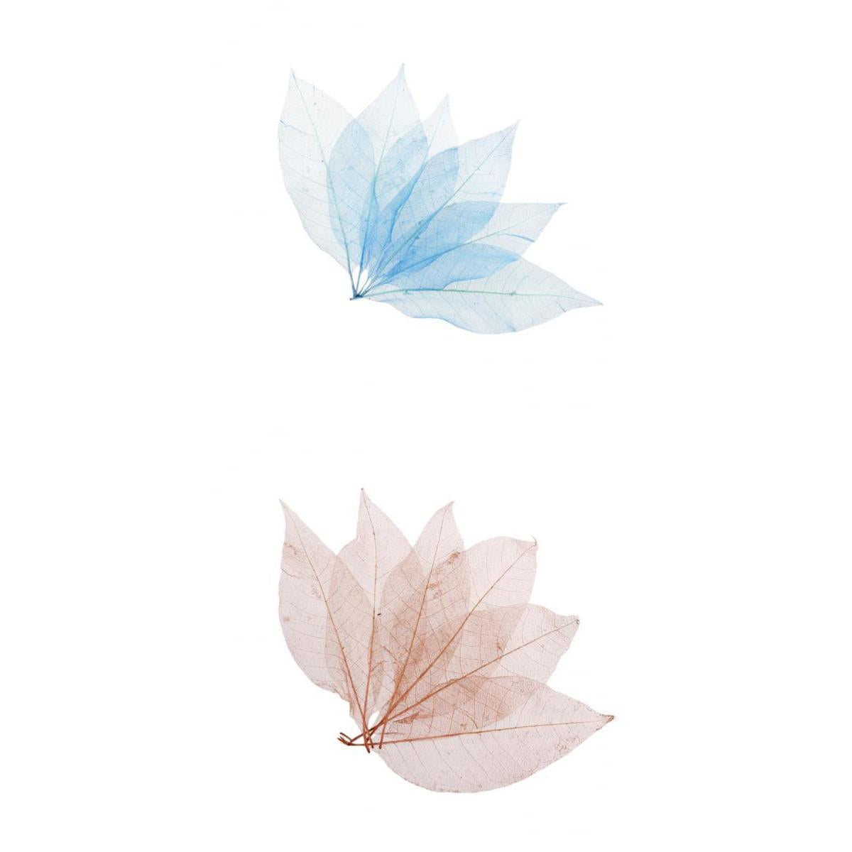 100Pcs Natural Magnolia Skeleton Leaf Card Scrapbook Leaves Blue and Brown