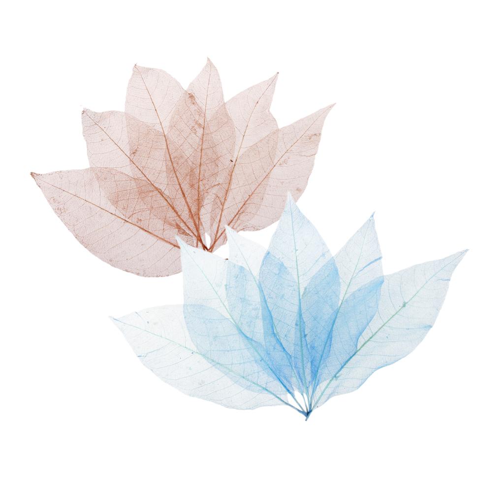 100Pcs Natural Magnolia Skeleton Leaf Card Scrapbook Leaves Blue and Brown