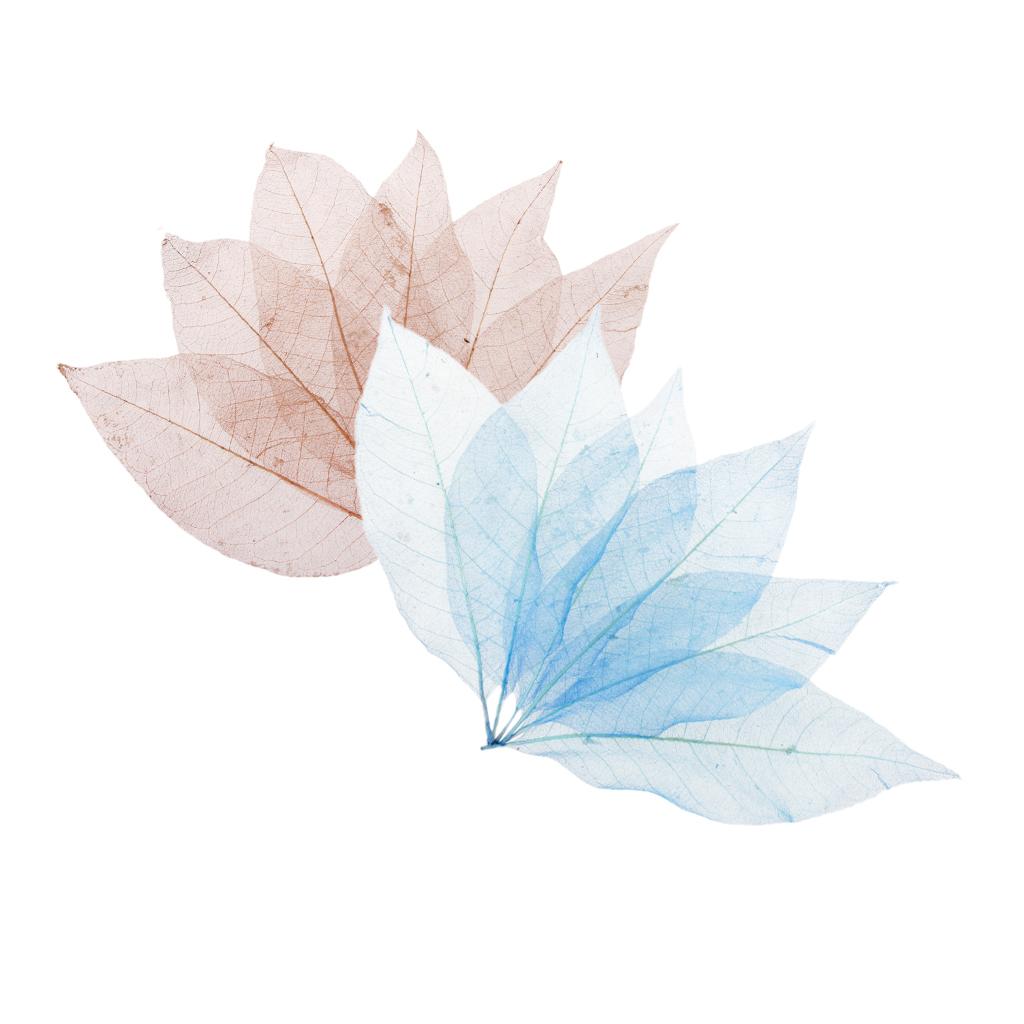 100Pcs Natural Magnolia Skeleton Leaf Card Scrapbook Leaves Blue and Brown