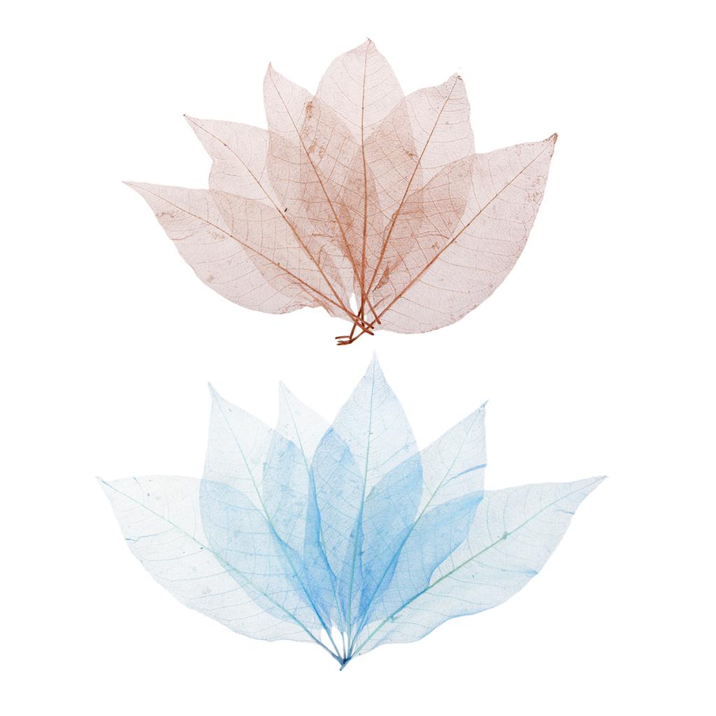 100Pcs Natural Magnolia Skeleton Leaf Card Scrapbook Leaves Blue and Brown
