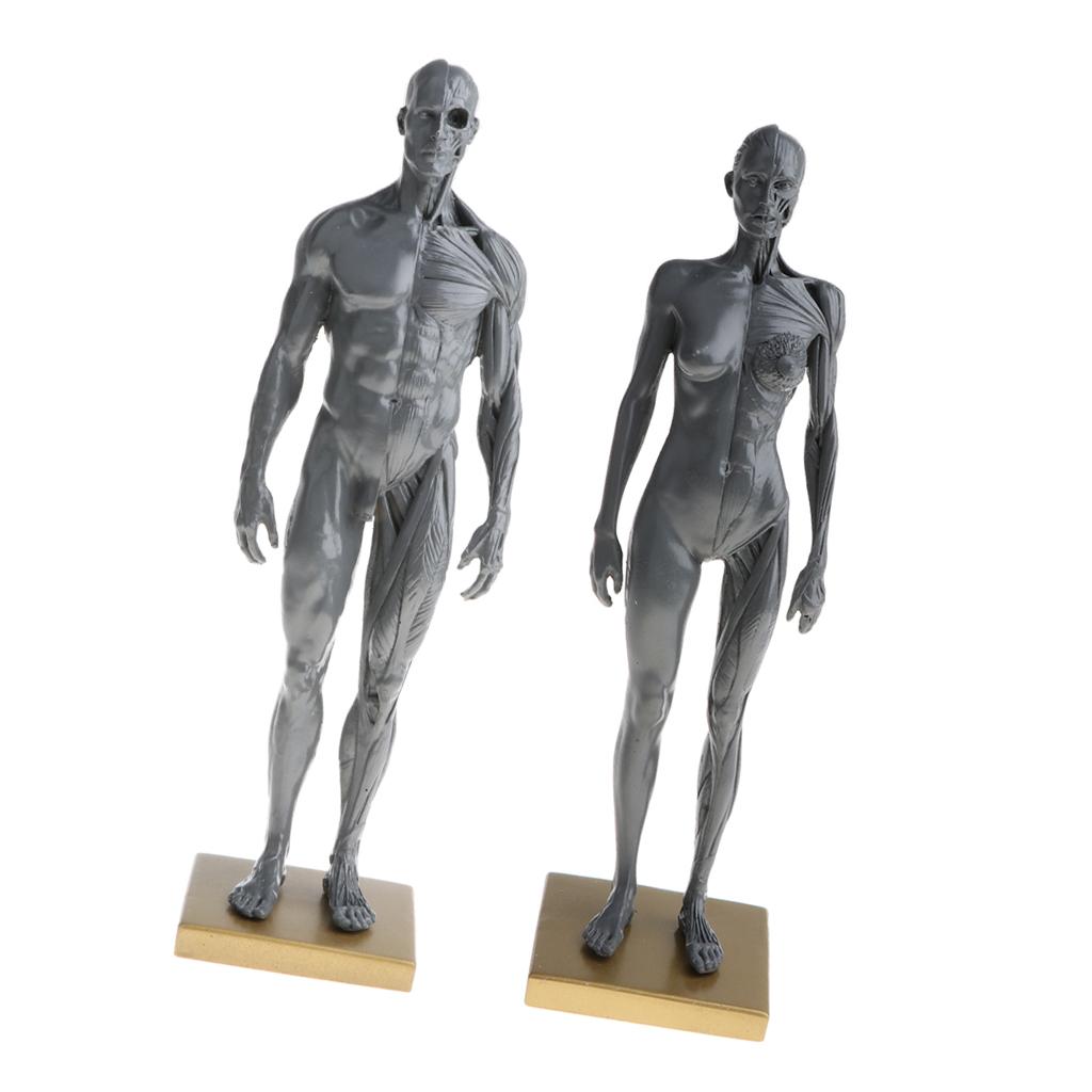11'' Gray Female Male Anatomy Figure Model Anatomical Reference for Artists