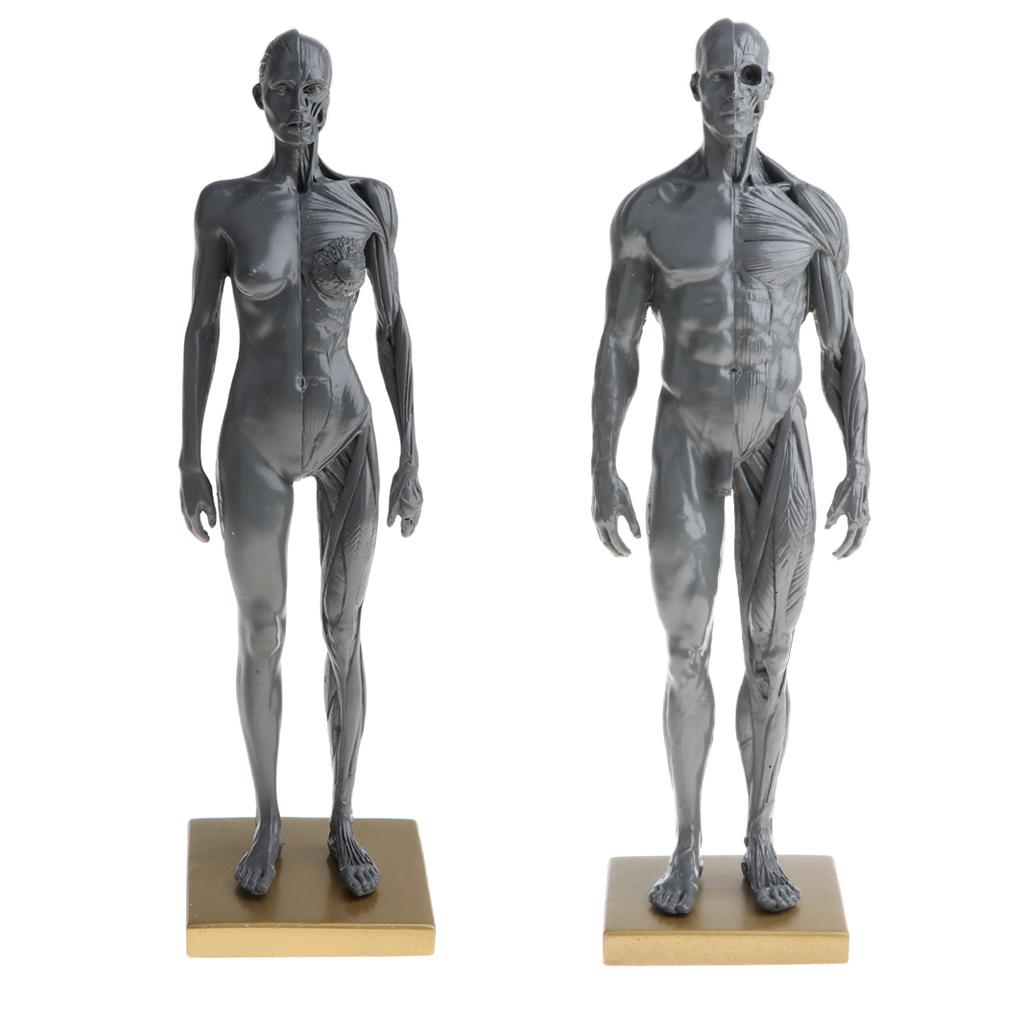 11'' Gray Female Male Anatomy Figure Model Anatomical Reference for Artists