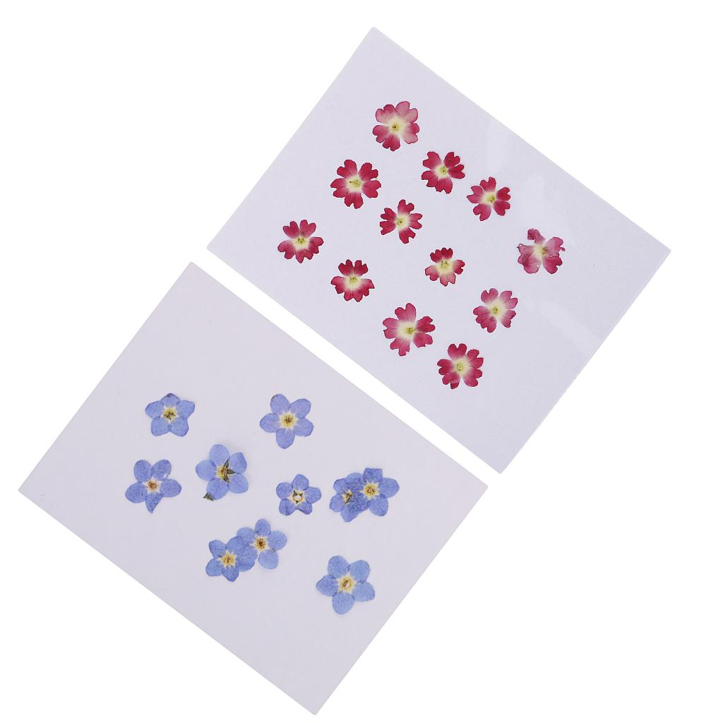 22 Pieces Forget-me-not Verbena Real Pressed Dried Flowers for Nail Art