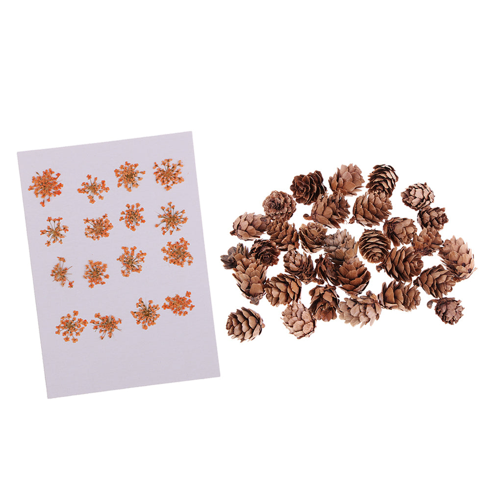 16 Pcs Dried Pressed Dried Flowers+30 Pcs Real Natural Small Pine Cones
