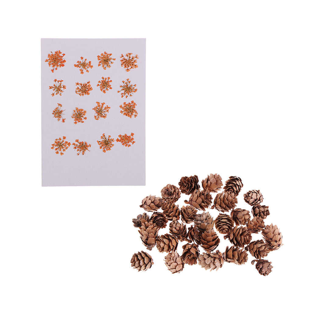 16 Pcs Dried Pressed Dried Flowers+30 Pcs Real Natural Small Pine Cones