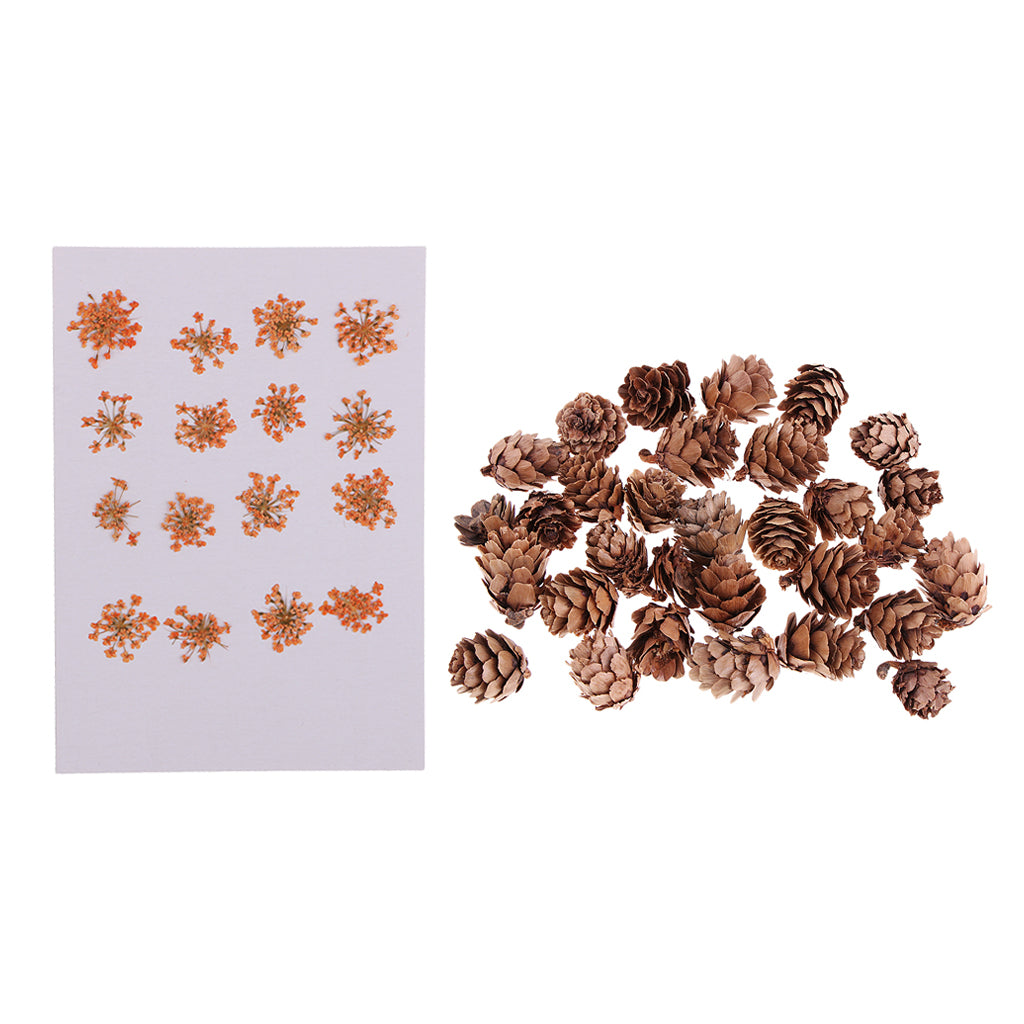 16 Pcs Dried Pressed Dried Flowers+30 Pcs Real Natural Small Pine Cones